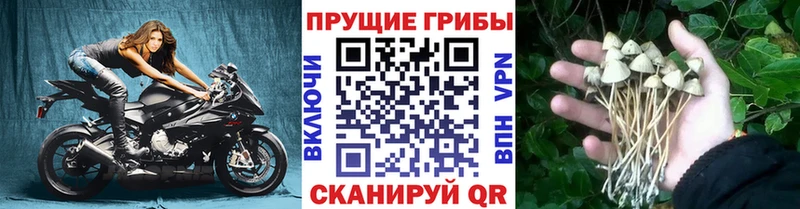 KRAKEN ТОР  купить   Никольское  Псилоцибиновые грибы MAGIC MUSHROOMS 